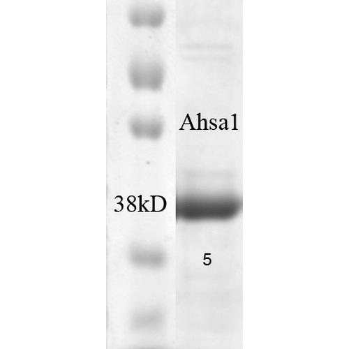 AHSA1 / AHA1 Protein - SDS-PAGE of native human 38kDa Aha1 protein.