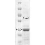AHSA2 Protein - SDS-PAGE of ~38kDa his-tagged human Aha2 protein.