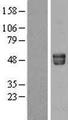 AHSG / Fetuin A Protein - Western validation with an anti-DDK antibody * L: Control HEK293 lysate R: Over-expression lysate
