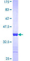 AHSP / EDRF Protein - 12.5% SDS-PAGE Stained with Coomassie Blue.