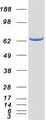 AICAR / ATIC Protein - Purified recombinant protein ATIC was analyzed by SDS-PAGE gel and Coomassie Blue Staining