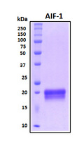AIF1 / IBA1 Protein - SDS-PAGE under reducing conditions and visualized by Coomassie blue staining