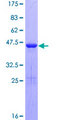 AIF1L Protein - 12.5% SDS-PAGE of human C9orf58 stained with Coomassie Blue