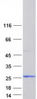 AIF1L Protein - Purified recombinant protein AIF1L was analyzed by SDS-PAGE gel and Coomassie Blue Staining