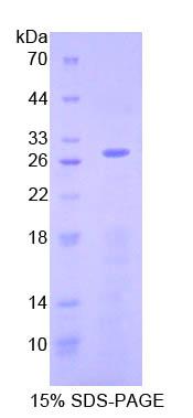 AIFM1 / AIF / PDCD8 Protein - Recombinant Apoptosis Inducing Factor By SDS-PAGE