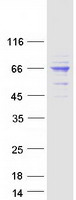 AIFM1 / AIF / PDCD8 Protein - Purified recombinant protein AIFM1 was analyzed by SDS-PAGE gel and Coomassie Blue Staining