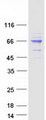 AIFM1 / AIF / PDCD8 Protein - Purified recombinant protein AIFM1 was analyzed by SDS-PAGE gel and Coomassie Blue Staining