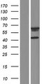 AIFM3 Protein - Western validation with an anti-DDK antibody * L: Control HEK293 lysate R: Over-expression lysate