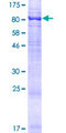AIFM3 Protein - 12.5% SDS-PAGE of human AIFM3 stained with Coomassie Blue