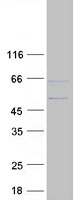 AIFM3 Protein - Purified recombinant protein AIFM3 was analyzed by SDS-PAGE gel and Coomassie Blue Staining