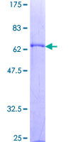 AIM / CD5L Protein - 12.5% SDS-PAGE of human CD5L stained with Coomassie Blue