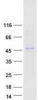 AIM / CD5L Protein - Purified recombinant protein CD5L was analyzed by SDS-PAGE gel and Coomassie Blue Staining
