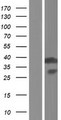 AIMP1 / EMAP II Protein - Western validation with an anti-DDK antibody * L: Control HEK293 lysate R: Over-expression lysate