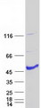 AIPL1 Protein - Purified recombinant protein AIPL1 was analyzed by SDS-PAGE gel and Coomassie Blue Staining