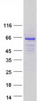 AIRE Protein - Purified recombinant protein AIRE was analyzed by SDS-PAGE gel and Coomassie Blue Staining
