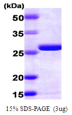AK2 / Adenylate Kinase 2 Protein