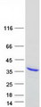 AK2 / Adenylate Kinase 2 Protein - Purified recombinant protein AK2 was analyzed by SDS-PAGE gel and Coomassie Blue Staining