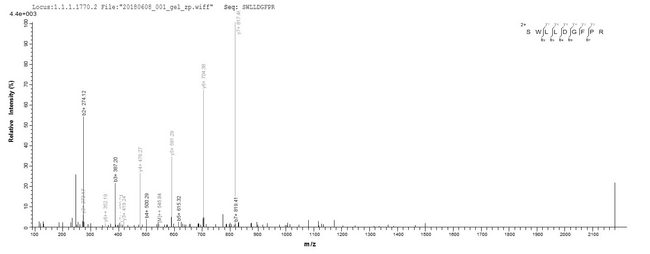 AK3 / Adenylate Kinase 3 Protein - Based on the SEQUEST from database of E.coli host and target protein, the LC-MS/MS Analysis result of Recombinant Human GTP:AMP phosphotransferase, mitochondrial(AK3) could indicate that this peptide derived from E.coli-expressed Homo sapiens (Human) AK3.