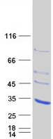 AK3 / Adenylate Kinase 3 Protein - Purified recombinant protein AK3 was analyzed by SDS-PAGE gel and Coomassie Blue Staining