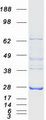 AK4 / Adenylate Kinase 4 Protein - Purified recombinant protein AK4 was analyzed by SDS-PAGE gel and Coomassie Blue Staining