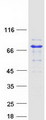 AK5 / Adenylate Kinase 5 Protein - Purified recombinant protein AK5 was analyzed by SDS-PAGE gel and Coomassie Blue Staining