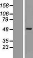 AK9 / AKD1 / AKD2 Protein - Western validation with an anti-DDK antibody * L: Control HEK293 lysate R: Over-expression lysate