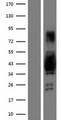 AKAP7 Protein - Western validation with an anti-DDK antibody * L: Control HEK293 lysate R: Over-expression lysate