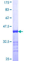 AKAP82 / AKAP4 Protein - 12.5% SDS-PAGE Stained with Coomassie Blue.