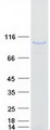 AKAP8L Protein - Purified recombinant protein AKAP8L was analyzed by SDS-PAGE gel and Coomassie Blue Staining