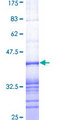AKAP9 / YOTIAO Protein - 12.5% SDS-PAGE Stained with Coomassie Blue.