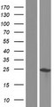 AKIRIN1 Protein - Western validation with an anti-DDK antibody * L: Control HEK293 lysate R: Over-expression lysate