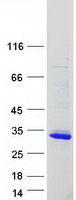AKIRIN2 Protein - Purified recombinant protein AKIRIN2 was analyzed by SDS-PAGE gel and Coomassie Blue Staining