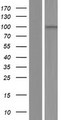 AKNAD1 Protein - Western validation with an anti-DDK antibody * L: Control HEK293 lysate R: Over-expression lysate