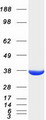 AKR1A1 Protein - Purified recombinant protein AKR1A1 was analyzed by SDS-PAGE gel and Coomassie Blue Staining