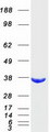 AKR1B10 Protein - Purified recombinant protein AKR1B10 was analyzed by SDS-PAGE gel and Coomassie Blue Staining