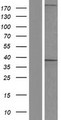 AKR1D1 Protein - Western validation with an anti-DDK antibody * L: Control HEK293 lysate R: Over-expression lysate