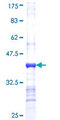 AKR1D1 Protein - 12.5% SDS-PAGE Stained with Coomassie Blue.