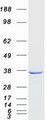 AKR1D1 Protein - Purified recombinant protein AKR1D1 was analyzed by SDS-PAGE gel and Coomassie Blue Staining