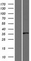 AKR1E2 Protein - Western validation with an anti-DDK antibody * L: Control HEK293 lysate R: Over-expression lysate