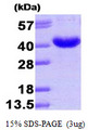 AKR7A3 Protein