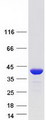 AKR7A3 Protein - Purified recombinant protein AKR7A3 was analyzed by SDS-PAGE gel and Coomassie Blue Staining