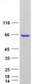 AKT1 Protein - Purified recombinant protein AKT1 was analyzed by SDS-PAGE gel and Coomassie Blue Staining