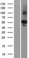 AKT1S1 / PRAS40 Protein - Western validation with an anti-DDK antibody * L: Control HEK293 lysate R: Over-expression lysate