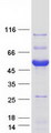 AKT1S1 / PRAS40 Protein - Purified recombinant protein AKT1S1 was analyzed by SDS-PAGE gel and Coomassie Blue Staining