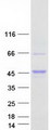 AKT1S1 / PRAS40 Protein - Purified recombinant protein AKT1S1 was analyzed by SDS-PAGE gel and Coomassie Blue Staining