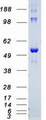 AKT2 Protein - Purified recombinant protein AKT2 was analyzed by SDS-PAGE gel and Coomassie Blue Staining