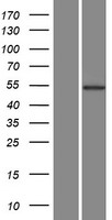 AKT3 Protein - Western validation with an anti-DDK antibody * L: Control HEK293 lysate R: Over-expression lysate