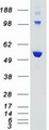 AKT3 Protein - Purified recombinant protein AKT3 was analyzed by SDS-PAGE gel and Coomassie Blue Staining