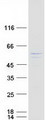 AKT3 Protein - Purified recombinant protein AKT3 was analyzed by SDS-PAGE gel and Coomassie Blue Staining