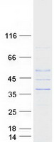 AKTIP / FTS Protein - Purified recombinant protein AKTIP was analyzed by SDS-PAGE gel and Coomassie Blue Staining